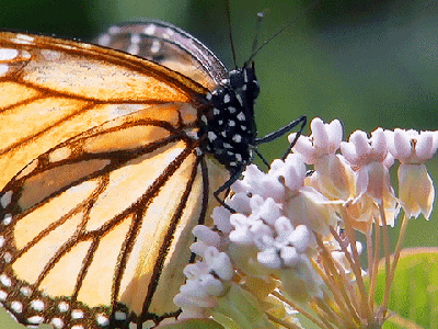 Exploring Nature’s Masterpieces : The Cockrell Butterfly Center In Houston&nbsp;🦋🌿