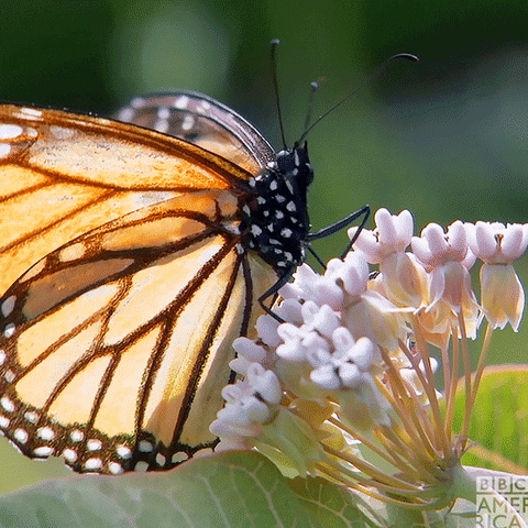 Exploring Nature’s Masterpieces : The Cockrell Butterfly Center In Houston π¦πΏ